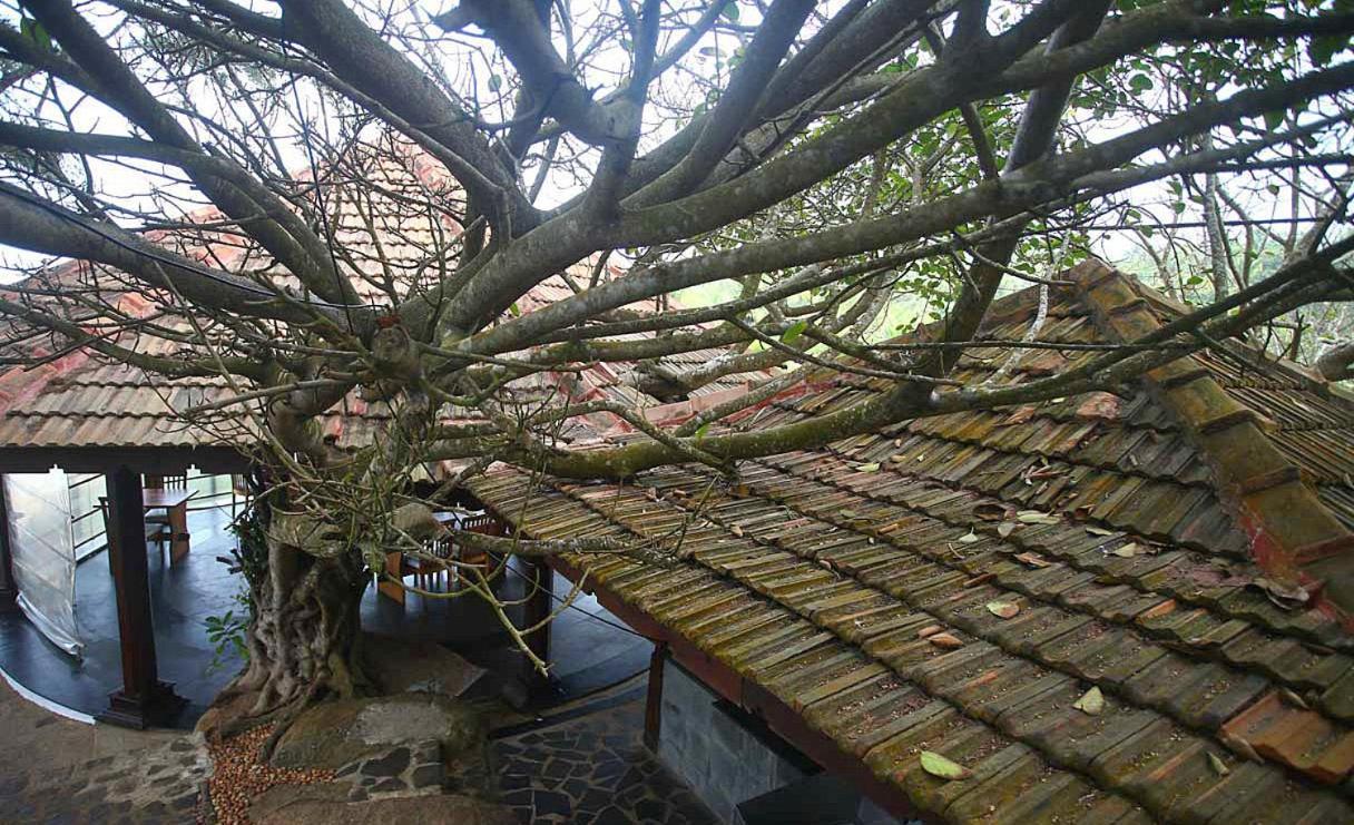 Niraamaya Wellness Retreats, Surya Samudra, Kovalam Dış mekan fotoğraf